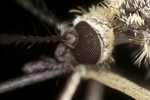 Aedes mosquito on leaf, extreme macro photo